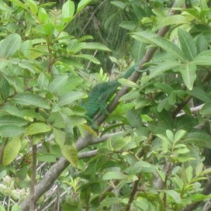 Female Trioceros jacksoni xantholophus (Maui)