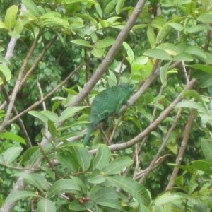 Female Trioceros jacksonii xantholophus (Maui)