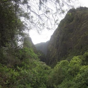 Trioceros jacksonii xantholophus Habitat in Maui