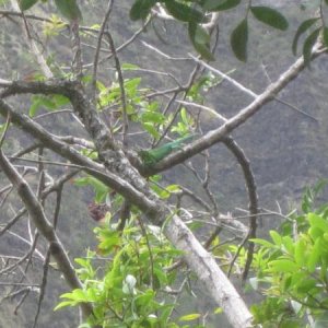 Male Trioceros jacksonii xantholophus (Maui)