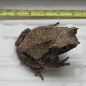 female 2