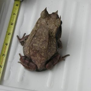 female 2.2