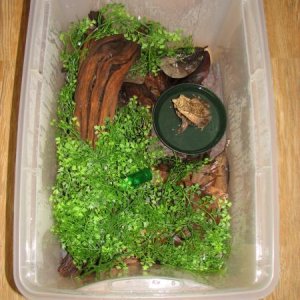 male setup box