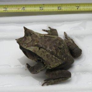 small male 2