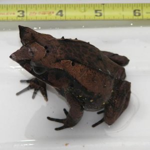 small male 4