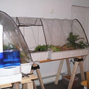 frog setup room