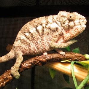 Getting big and pretty
