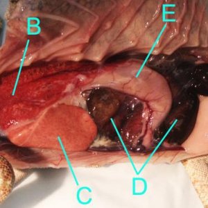 A: heart
B: lungs (with some evidence of pneumonia)
C: liver
D: intestines
E: stomach
F: testicle
G: fat pad deposits
H: kidney