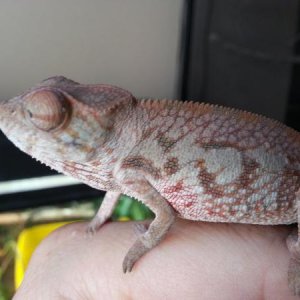 Nuala 1 female Ambanja