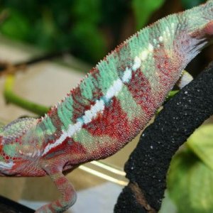 Chomper
