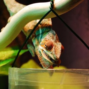Such a hungry little guy!