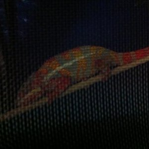 Frankie's sleeping colors :)