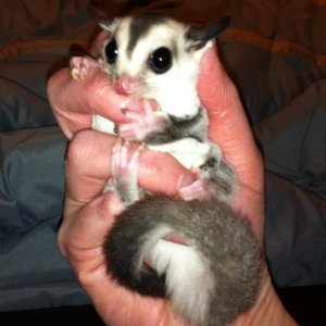 8 weeks old
