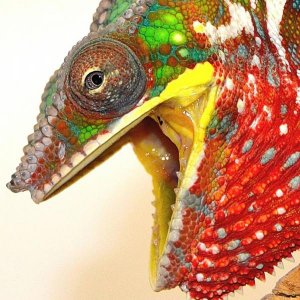 Shaggy - Meanest Cham I have ever owned..... but he is beautiful!