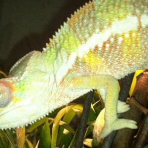 About 3 months RB about to leave to his new home