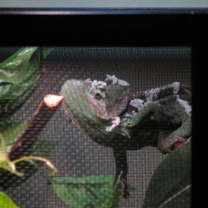 Around 6 1/2 Months Old. This is his third shed with me. After the picture was taken he proceeded to rub his casque against a leaf. Poor boy.