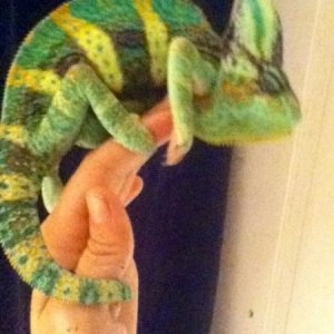 Rango 11 months