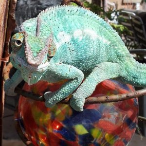 20130425 104046
The world is all Rango's