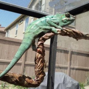 20130425 103608 1
Rango Jr just hanging in outside cage..