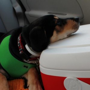 Osiris after the canoeing trip. He was wiped out!