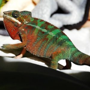 Basking! 6 months!