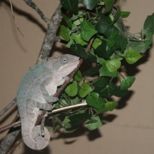 Chance 7 month ambilobe