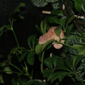 Anna 3 month female ambilobe