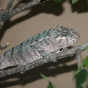 Chance 7 month ambilobe