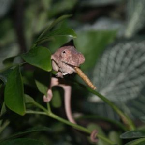 Anna 3 month female ambilobe