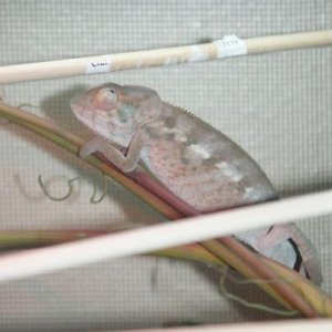 Sophie 3 1/2 month female nosy be