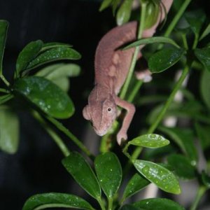 Anna 3 month female ambilobe