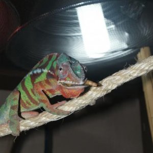 Blaze 5 month ambilobe