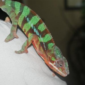 Blaze 5 month ambilobe