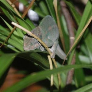 Elegon 3 1/2 month nosy be