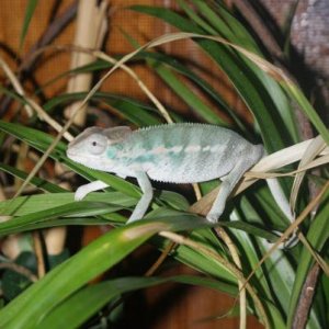 Elegon 3 1/2 nosy be