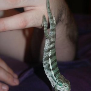 Elegon 3 1/2 nosy be