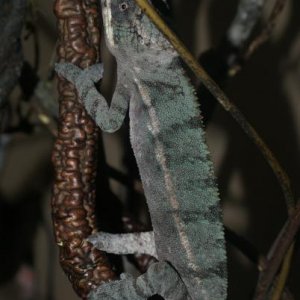 Chance 7 month ambilobe