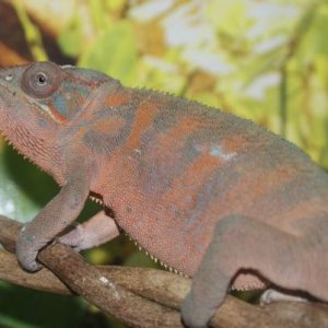 Chloe 2 year female ambilobe