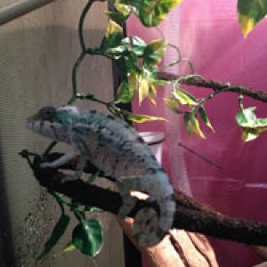 First day in his cage