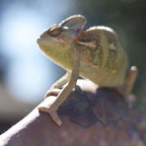 Cool shot of him sitting on my hand catching some rays