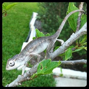 female ambilobe