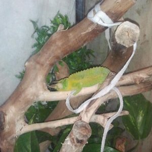 my Jacksons sleeping when I first got him.