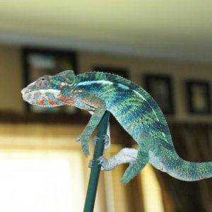 Zeus 6 month Ambilobe