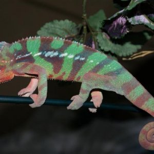 Blaze 6 month Ambilobe