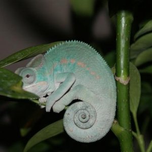 Elegon 4 month Nosy be