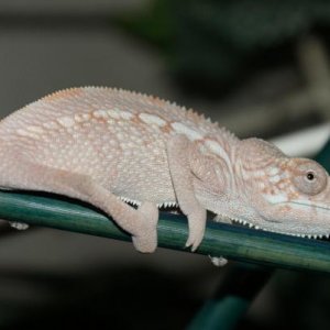 Anna 4 month female Ambilobe