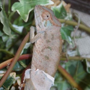 Miss Sophie 4 month female nosy be