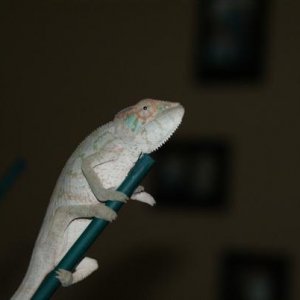 Miss Sophie 4 month nosy be