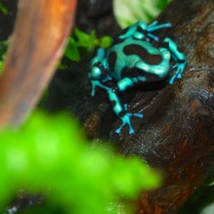 Name: Soda
Species: Dendrobates auratus "microspot"