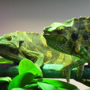 Medjumbe and Mocuba Before Their Vet Visit